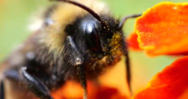 Bumblebee on marigolds flower. Summer macro shooting.