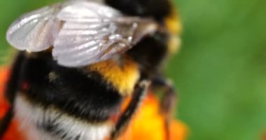 Bumblebee on marigolds flower. Summer macro shooting.