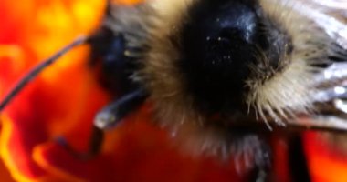 Bumblebee on marigolds flower. Summer macro shooting.