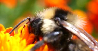 Bumblebee on marigolds flower. Summer macro shooting.