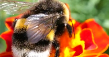 Bumblebee on marigolds flower. Summer macro shooting.