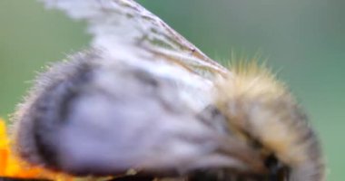 Bumblebee on marigolds flower. Summer macro shooting.