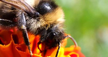 Bumblebee on marigolds flower. Summer macro shooting.
