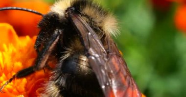 Bumblebee on marigolds flower. Summer macro shooting.