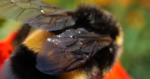 Bumblebee on marigolds flower. Summer macro shooting.