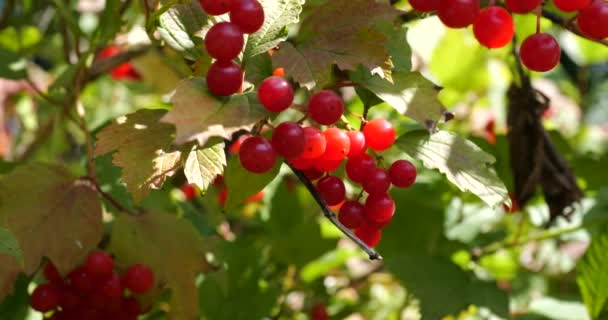 Viburnum Berries Tree Branches Shooting Summer — Stock videók