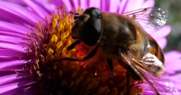 Bee Pink Chrysanthemum Summer Macro Shooting — Stockvideo