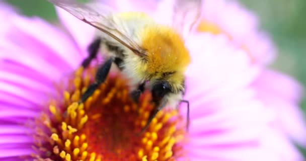 Bumblebee Crisantemo Rosa Tiro Macro Verano — Vídeo de stock