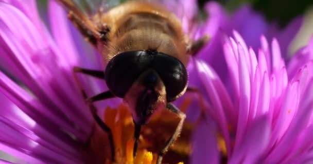 Bee Pink Chrysanthemum Summer Macro Shooting — Stockvideo