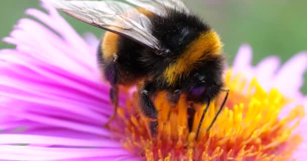 Bumblebee Ett Rosa Krysantemum Sommar Makro Skytte — Stockvideo