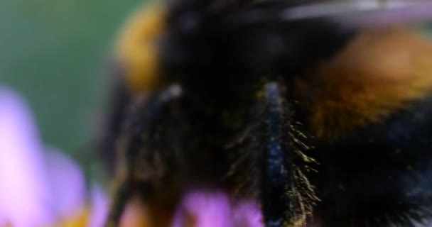 Bumblebee Pink Chrysanthemum Summer Macro Shooting — Stock Video