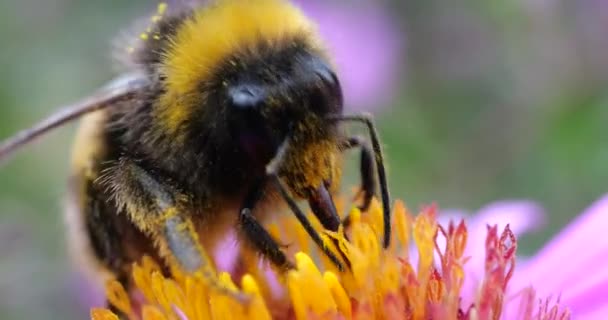 Bumblebee Ett Rosa Krysantemum Sommar Makro Skytte — Stockvideo