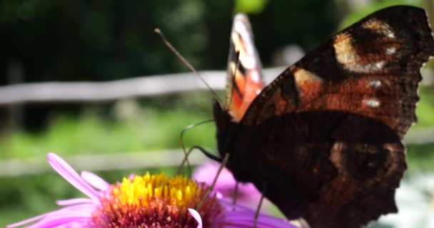 Peacock Butterfly Pink Chrysanthemum Summer Macro Shooting — Stockvideo