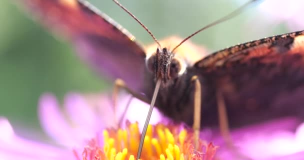 Peacock Butterfly Pink Chrysanthemum Summer Macro Shooting — Stockvideo