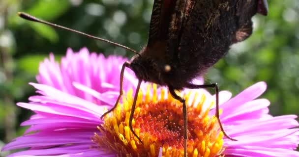 Peacock Butterfly Pink Chrysanthemum Summer Macro Shooting — Vídeo de Stock