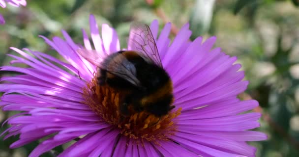 Bumblebee Ett Rosa Krysantemum Sommar Makro Skytte — Stockvideo