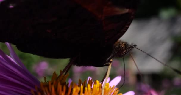 Peacock Butterfly Pink Chrysanthemum Summer Macro Shooting — Stok video