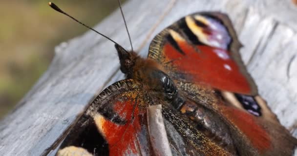 Peacock Motýl Pod Ním Starém Dřevěném Plotě Letní Fotografování Maker — Stock video