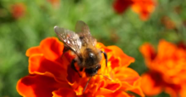 Bumblebee Marigolds Flower Summer Macro Shooting — 图库视频影像