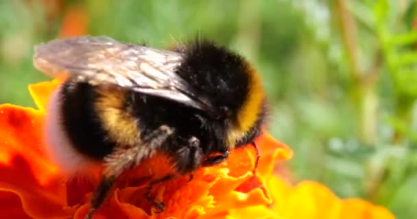 Bumblebee Marigolds Flower Summer Macro Shooting — Αρχείο Βίντεο