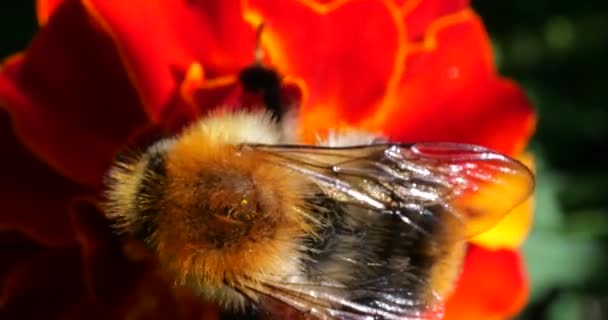 Bumblebee Marigolds Flower Summer Macro Shooting — Wideo stockowe