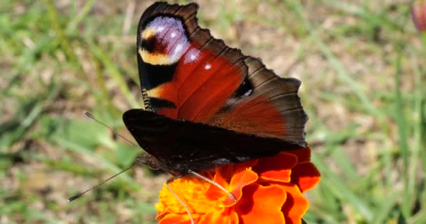 Peacock Motýl Včela Marigoldech Kvetou Letní Fotografování Maker — Stock video