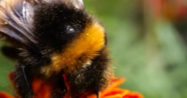 Bumblebee Marigolds Flower Summer Macro Shooting — 图库视频影像