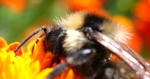 Bumblebee Marigolds Flower Summer Macro Shooting — Vídeo de stock