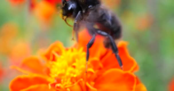 Bumblebee Marigolds Flower Summer Macro Shooting — Αρχείο Βίντεο