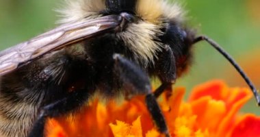 Bumblebee on marigolds flower. Summer macro shooting.