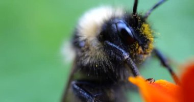 Bumblebee on marigolds flower. Summer macro shooting.