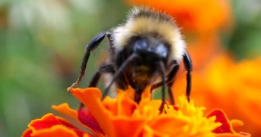Bumblebee on marigolds flower. Summer macro shooting.