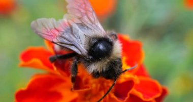 Bumblebee on marigolds flower. Summer macro shooting.