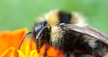 Bumblebee on marigolds flower. Summer macro shooting.