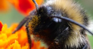 Bumblebee on marigolds flower. Summer macro shooting.