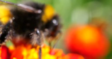 Bumblebee on marigolds flower. Summer macro shooting.