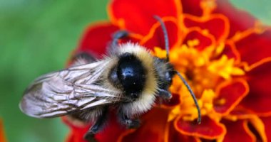 Bumblebee on marigolds flower. Summer macro shooting.
