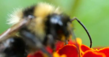 Bumblebee on marigolds flower. Summer macro shooting.