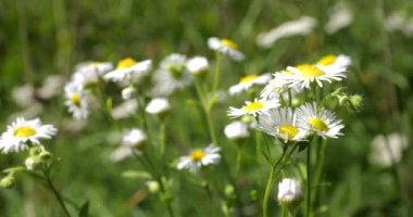 Yaz tarlasında papatya çiçekleri.