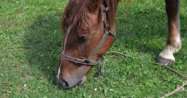 A horse eats grass in a meadow in the countryside.