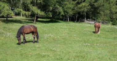 A horse eats grass in a meadow in the countryside.
