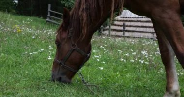 A horse eats grass in a meadow in the countryside.