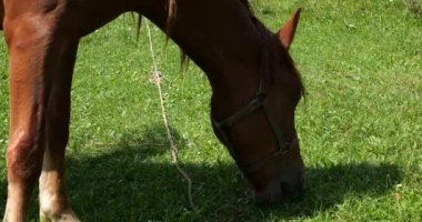 A horse eats grass in a meadow in the countryside.