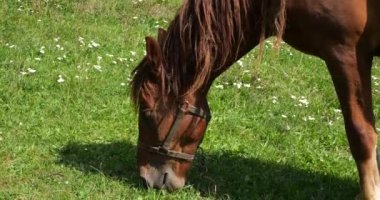 A horse eats grass in a meadow in the countryside.