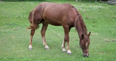 A horse eats grass in a meadow in the countryside.