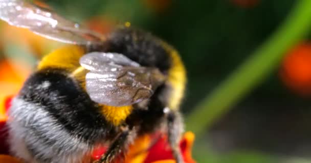 Bumblebee Marigolds Flower Summer Macro Shooting — Wideo stockowe