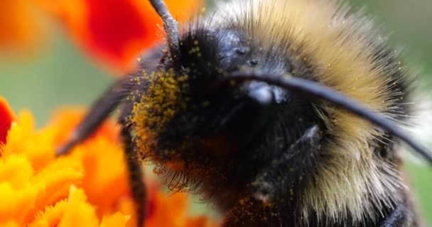 Bumblebee Marigolds Flower Summer Macro Shooting — Videoclip de stoc