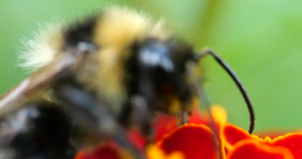 Bumblebee Marigolds Flower Summer Macro Shooting — Stock Video