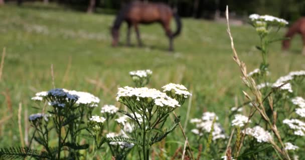 Horse Eats Grass Meadow Countryside — Video