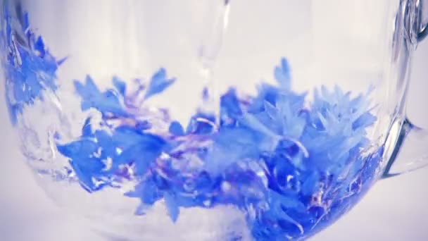 Brewing Herbal Tea Knapweeds Flowers Transparent Cup Slow Motion — Video